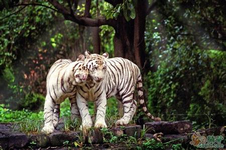 廣州番禺長隆野生動(dòng)物世界全新羊園、廣州嶺南印象園、花城廣場歡樂二天